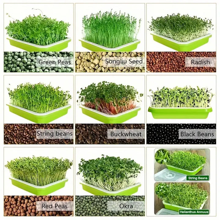"Boîte germination avec couvercle transparente, double couche pour répartition chaleur et humidité, jardinage DIY."