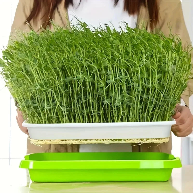 "Boîte germination avec couvercle transparente, double couche pour répartition chaleur et humidité, jardinage DIY."