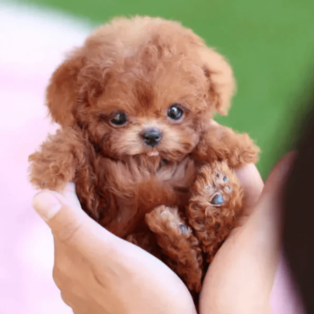 "Chiot interactif blanc réaliste, en peluche douce, stimule le jeu éducatif et l'apprentissage des enfants."