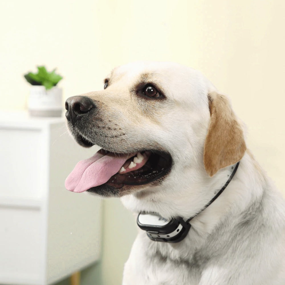 "Clôture électronique sans fil 2-en-1 avec collier de dressage pour chiens, réglable et étanche."