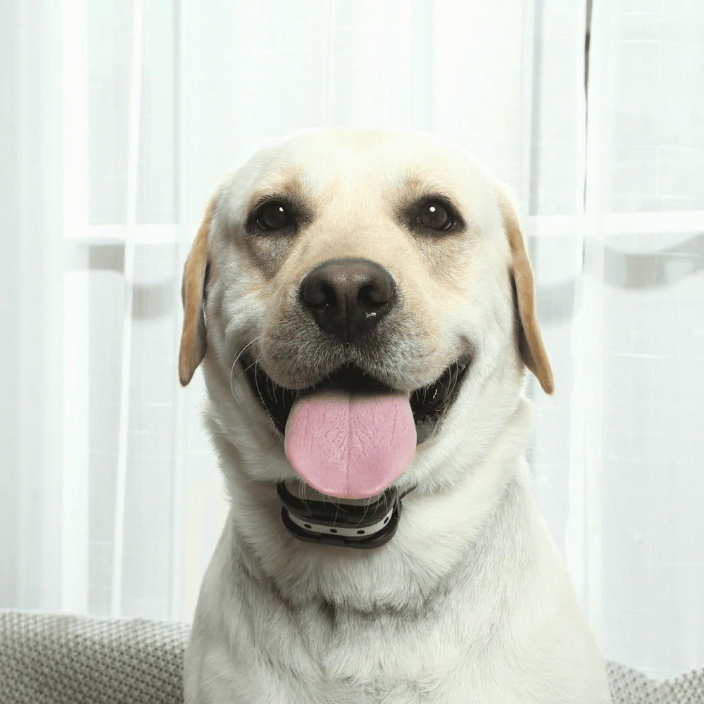 "Clôture électronique sans fil 2-en-1 avec collier de dressage pour chiens, réglable et étanche."