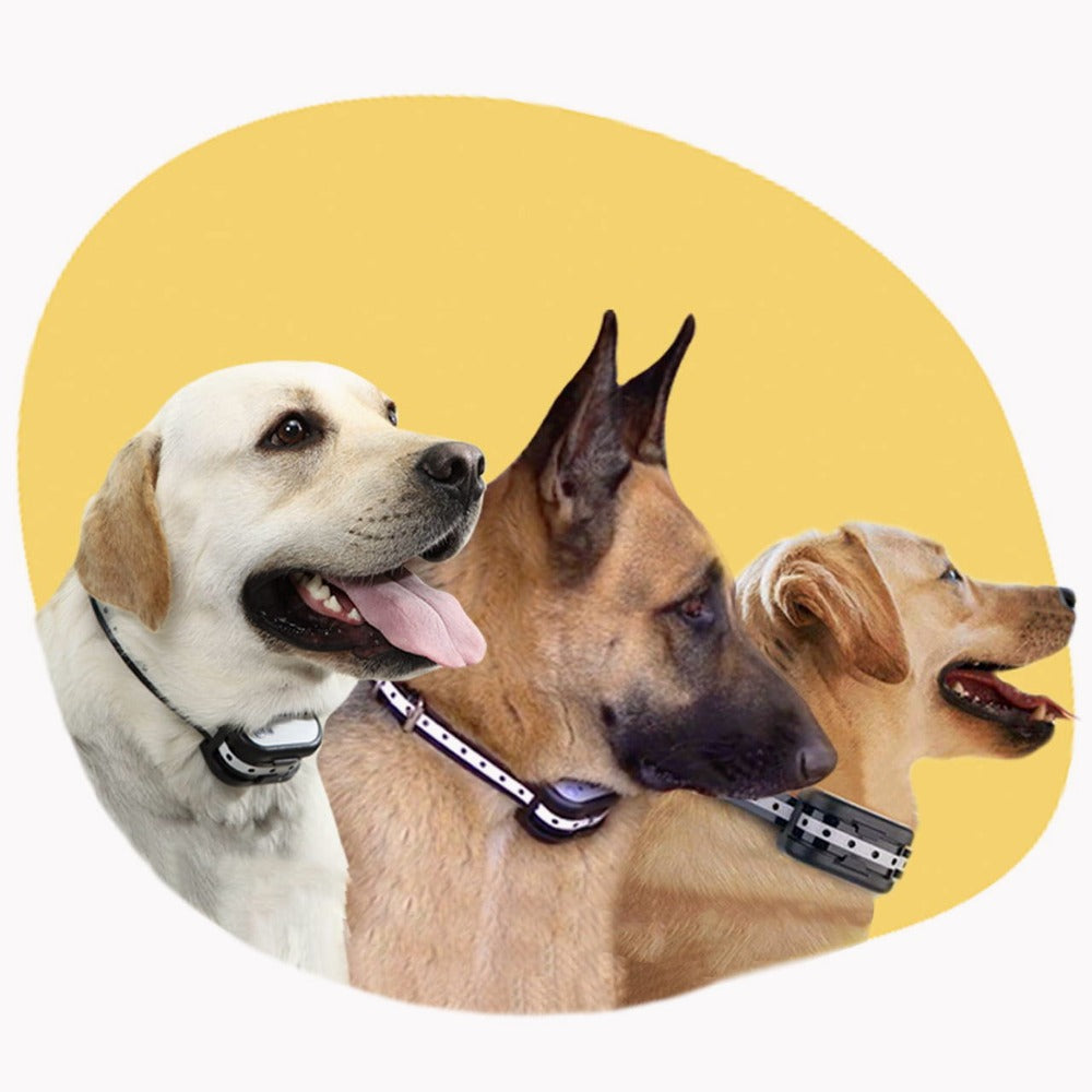"Clôture électronique sans fil 2-en-1 avec collier de dressage pour chiens, réglable et étanche."