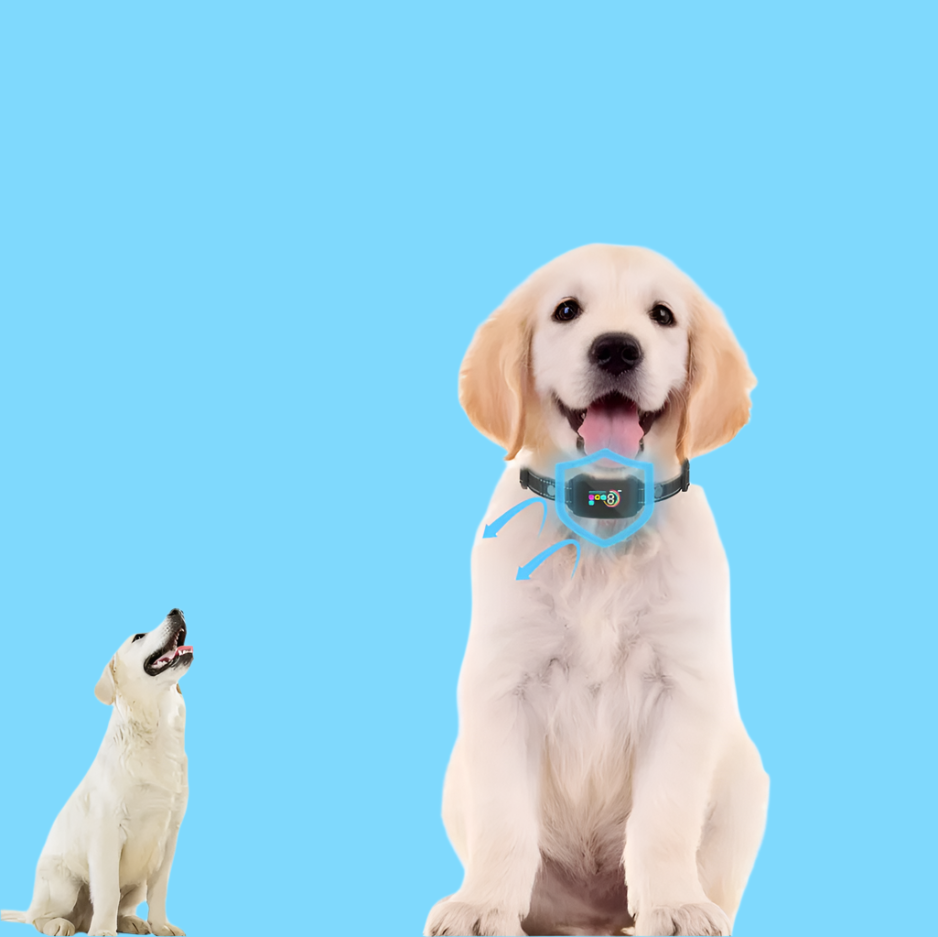 "Collier de dressage pour chien avec télécommande, design ergonomique, 8 niveaux de sensibilité, mode vibration et choc."