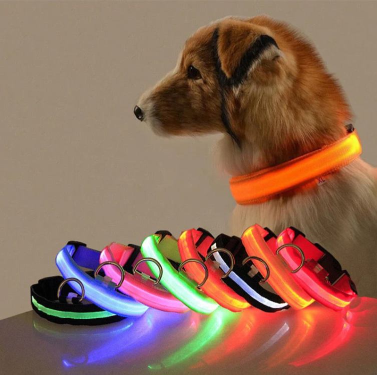 "Collier lumineux LED multicolore pour chien, ajustable et résistant, offrant sécurité et style lors de balades nocturnes."