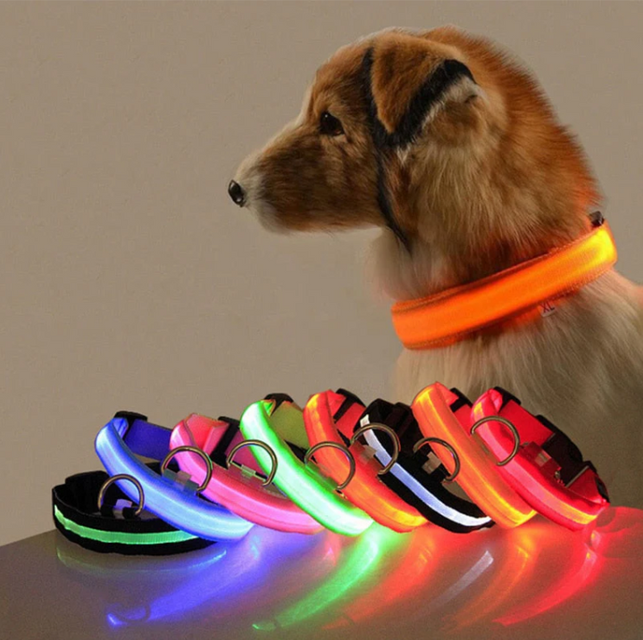 "Collier lumineux LED multicolore pour chien, ajustable et résistant, offrant sécurité et style lors de balades nocturnes."