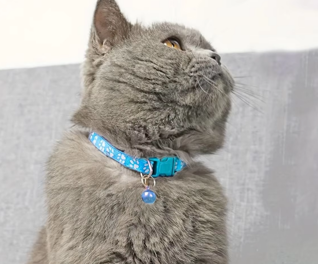 "Collier réglable pour chat avec clochette, motif de patte, boucle sécurisée, couleur vive, pour sécurité et élégance."