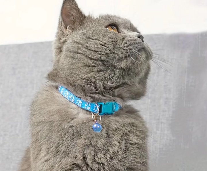 "Collier réglable pour chat avec clochette, motif de patte, boucle sécurisée, couleur vive, pour sécurité et élégance."