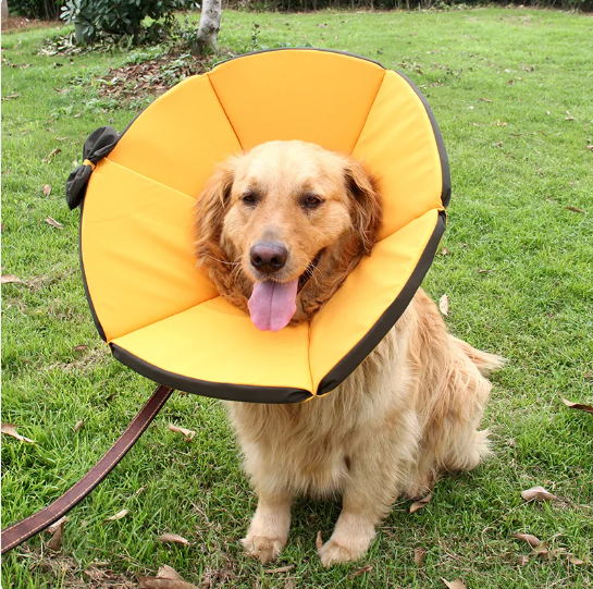 "Collier souple post-opératoire pour chien, jaune-marron, offrant confort et protection après chirurgie."