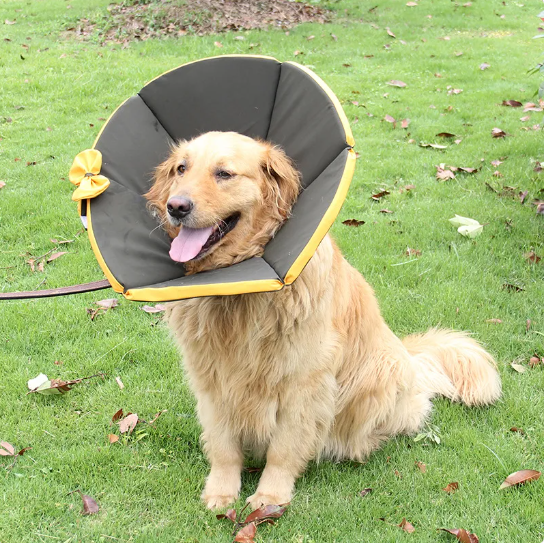 "Collier souple post-opératoire pour chien, jaune-marron, offrant confort et protection après chirurgie."