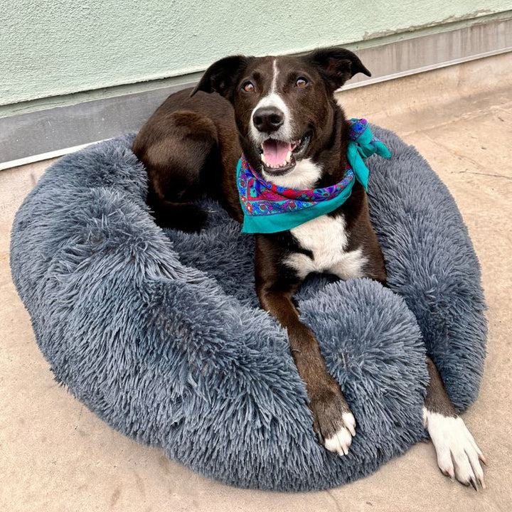 Coussin anti-stress pour chien, couleur abricot, design doux et enveloppant, idéal pour apaiser les chiens anxieux.