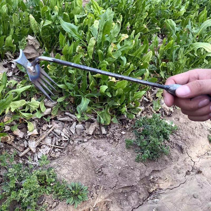 Houe de désherbage en acier de manganèse, ergonomique, pour un désherbage efficace et durable dans toutes les zones du jardin