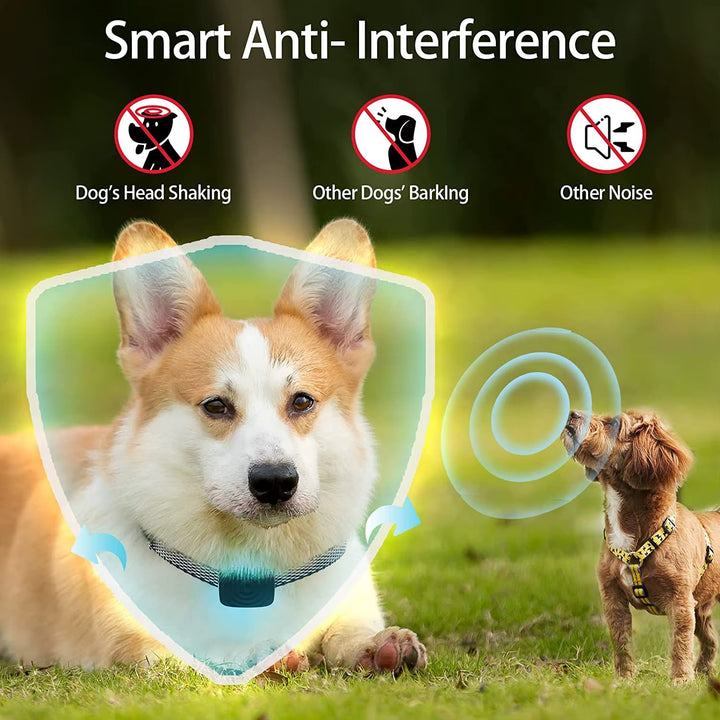 Collier Anti-Aboiement – Solution Douce pour Petits Chiens