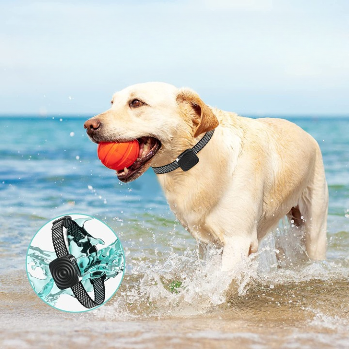Collier Anti-Aboiement – Solution Douce pour Petits Chiens